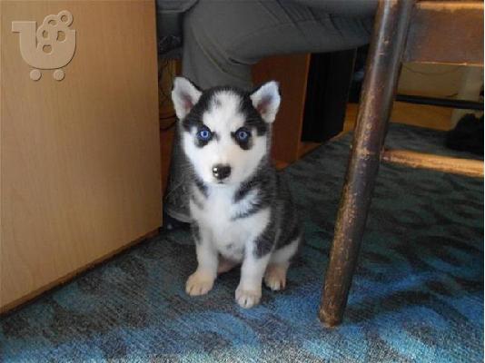 HUSKY καθαροαιμα 6979314054 ΚΡΗΤΗ-ΑΘΗΝΑ-ΘΕΣΣ/ΝΙΚΗ